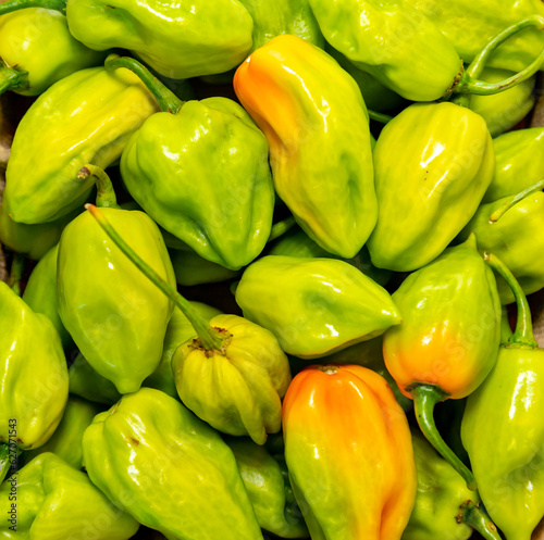 Group of hot pepper (Capsicum chinense Adjuma) in selective focus and fine detail 