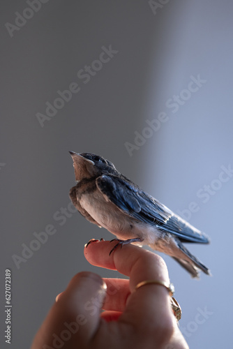 Fotografija Young Swallow Bird - 12