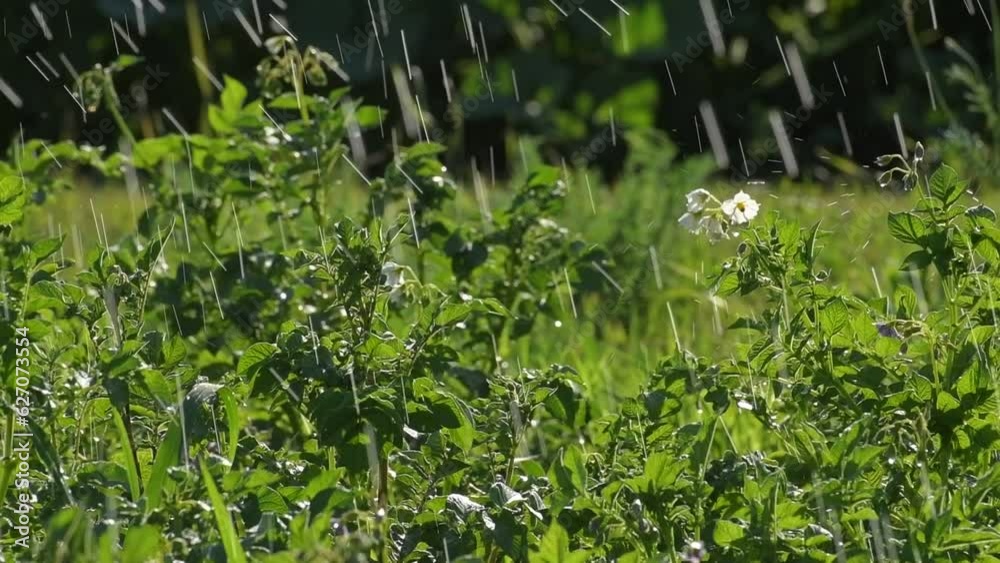 The Watering flowering potatoes with a sprinkler The Watering flowering potatoes with a sprinkler