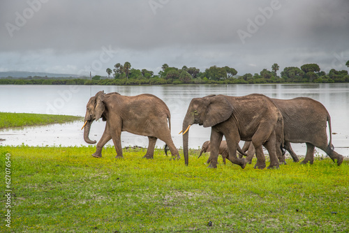 Selous Game Reserve  African Wildlife  Safari  Tanzania