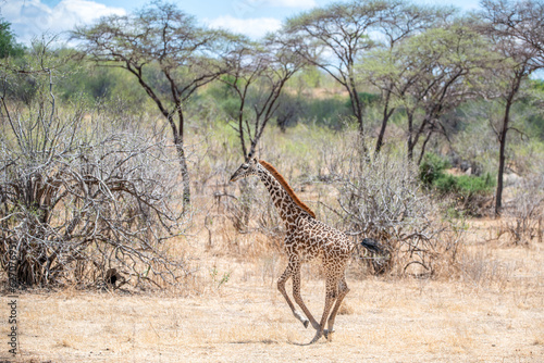 Ruaha National Park, African Wildlife  Safari, Tanzania
 photo
