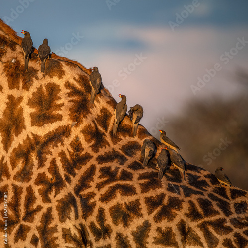 Ruaha National Park, African Wildlife  Safari, Tanzania
