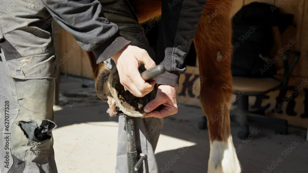 Horse care. Horse hoof restoration. Natural hoof trimming. Farrier
