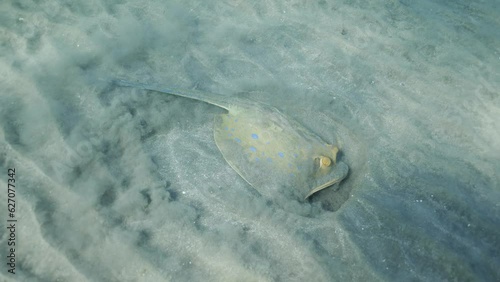 Top wiew, Stingray vigorously digs sand on seabed, raising clouds of turbidity in search of food in bright sun beams, slow motion. Blue spotted Stingray or Bluespotted Ribbontail Ray (Taeniur lymma)
