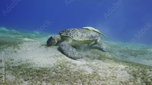 Camer moves forward approaching Great Green Se Turtle (Cheloni mydas) grazing on sandy bottom eating Smooth ribbon seagrass (Cymodoce rotundata) in sunny day on blue water background photo