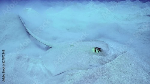 Close-up of Сowtail Weralli stingray (Pastinachus sephen) digs sand on seabed then swims away, Slow motion photo