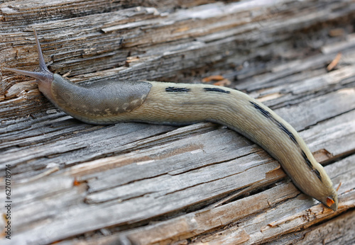 Photos Natural closeup of a Limax maximus crawling on a wood surface