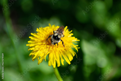Obraz na płótnie bee on a dandelion