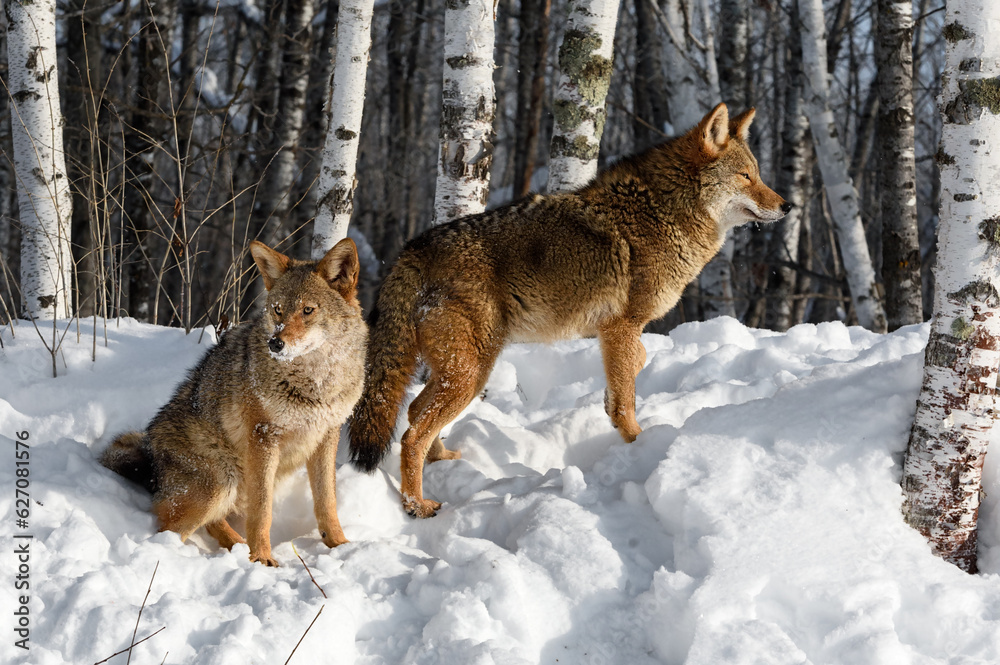 Coyote (Canis latrans) Together on Edge of Birch Forest Winter Coyote (Canis latrans) Together on Edge of Birch Forest Winter
