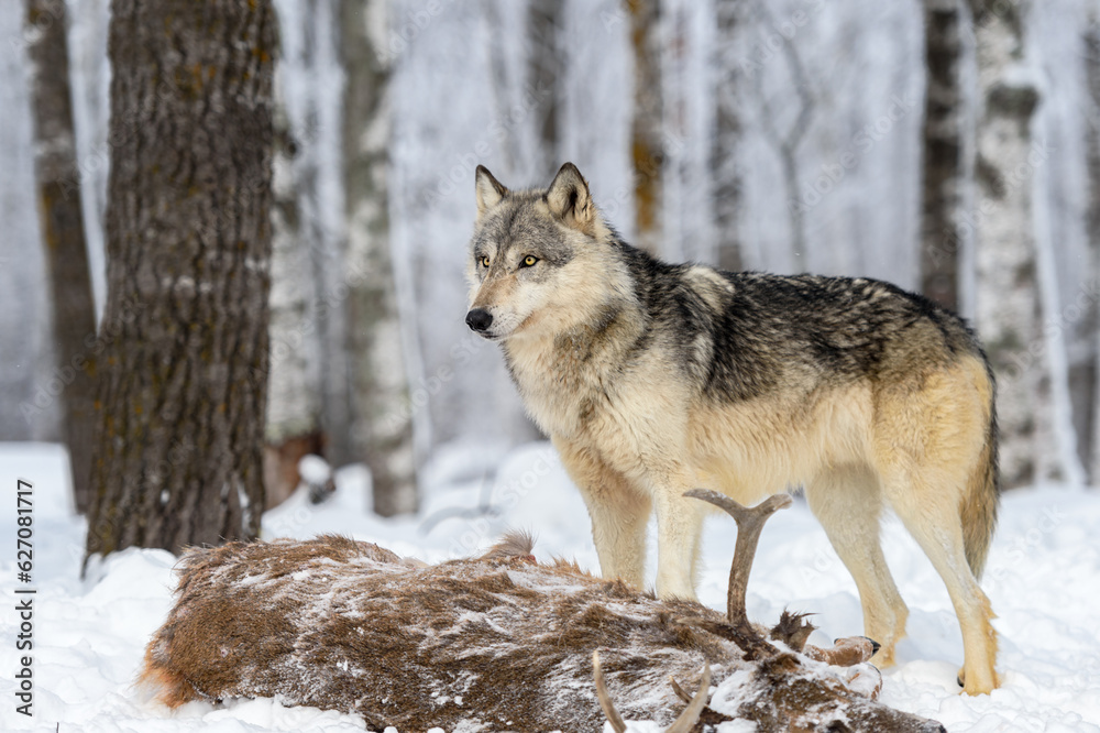 Grey Wolf (Canis lupus) Stands Next to Body of White Tail Buck Winter Grey Wolf (Canis lupus) Stands Next to Body of White Tail Buck Winter