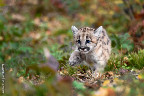 Cougar Kitten (Puma concolor) Steps Through Leaves Paw Up Autumn © hkuchera