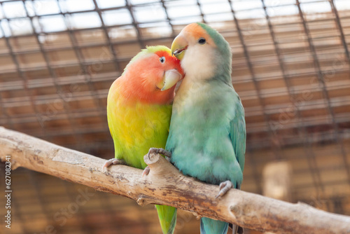 Yellow and blue lovebird parrots sitting together on a tree branch, cuddling