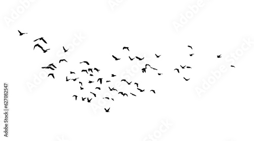 A flock of flying birds. Vector illustration