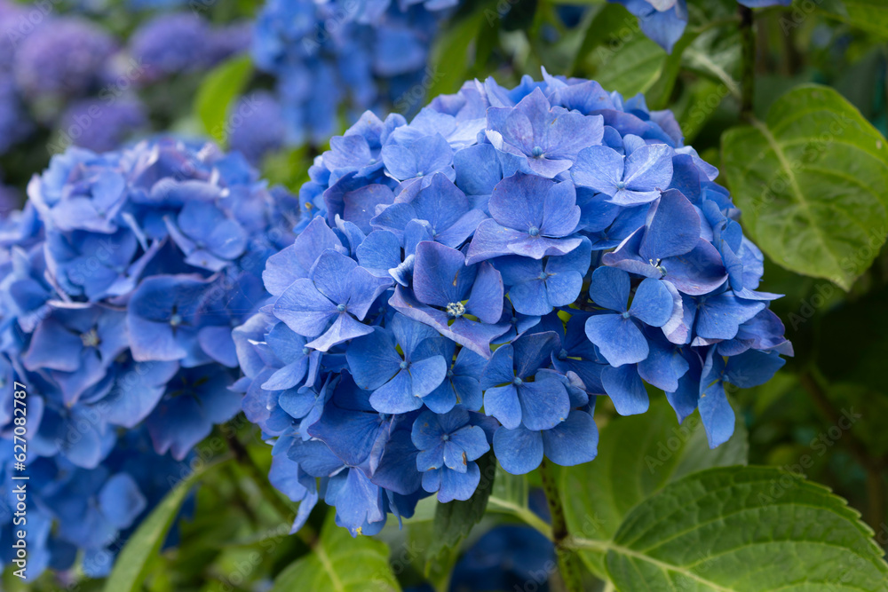 hydrangea flowers, one of the symbols of Brittany hydrangea flowers, one of the symbols of Brittany