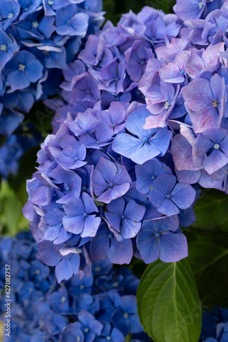 hydrangea flowers, one of the symbols of Brittany