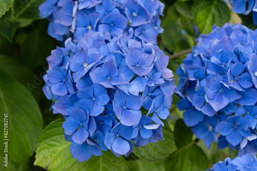 hydrangea flowers  one of the symbols of Brittany