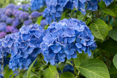 hydrangea flowers, one of the symbols of Brittany