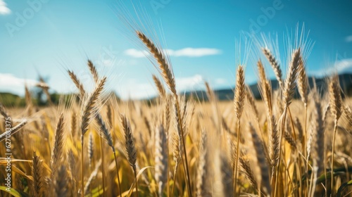 Close up of golden wheat field during harvest season