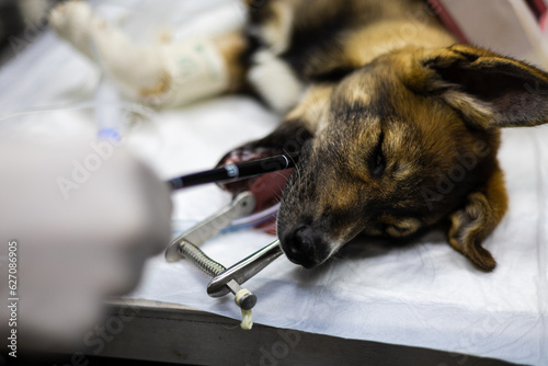 The veterinarian slowly inserts a flexible probe into the anesthetized dog's mouth. The doctor performs a gastroscopy of a dog in a veterinary clinic using a flexible endoscope. photo