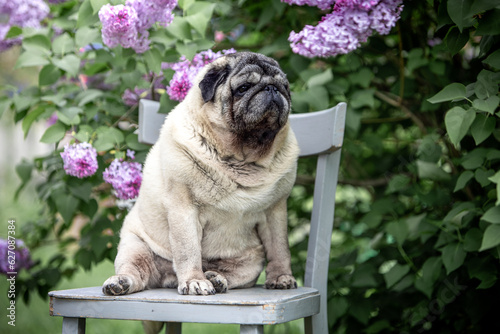 Portrait of a senior beige pug sitting on a chair next to a flowering lilac bush © Евгения Глинская