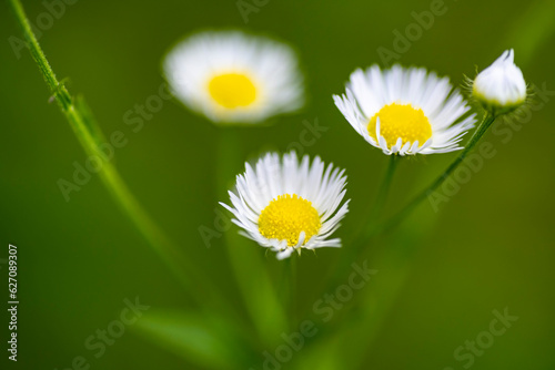 Chamomile flower macro photo. Chamomile with blurred background