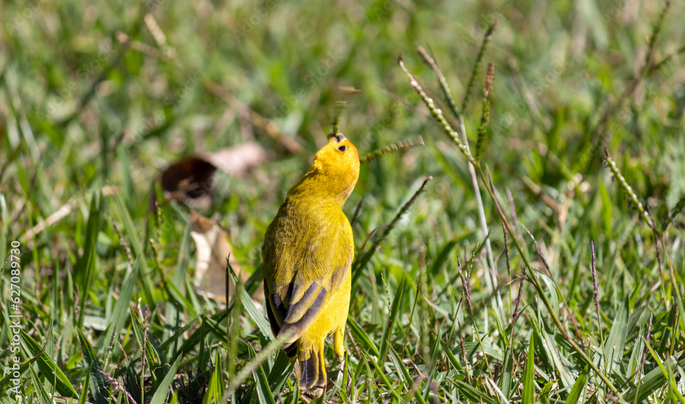 Photograph of a beautiful Saffron Finch in its natural habitat. Photograph of a beautiful Saffron Finch in its natural habitat.