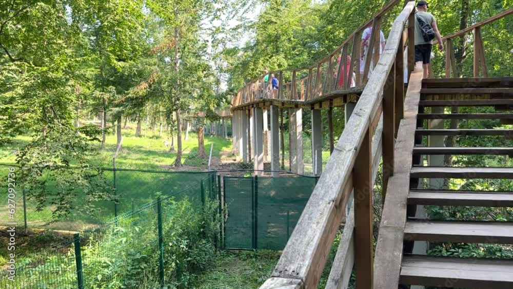 Tourists climb the wooden stairs to the suspension observation bridge in the forest park. Tourist wooden forest bridge. National Natural Park Tourists climb the wooden stairs to the suspension observation bridge in the forest park. Tourist wooden forest bridge. National Natural Park