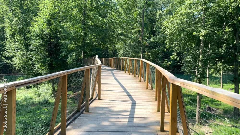 A pedestrian wooden high bridge in a mixed forest of trees on a sunny summer day. Wooden observation bridge between the tops of green trees of the forest. A wooden plank or walkway built over wildlife A pedestrian wooden high bridge in a mixed forest of trees on a sunny summer day. Wooden observation bridge between the tops of green trees of the forest. A wooden plank or walkway built over wildlife