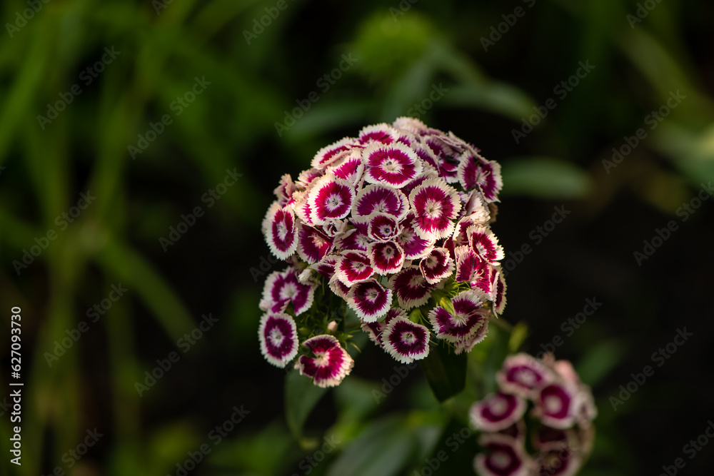 purple and white flower