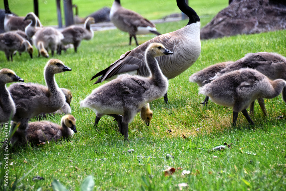 Canadian geese family, parents with goslings at the lake shore at Shoshone waterfall Twin Falls Idaho, USA Canadian geese family, parents with goslings at the lake shore at Shoshone waterfall Twin Falls Idaho, USA