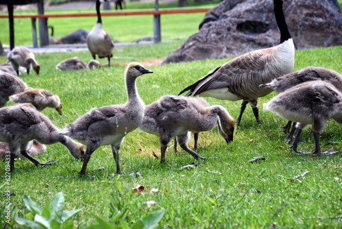 Canadian geese family, parents with goslings at the lake shore at Shoshone waterfall Twin Falls Idaho, USA