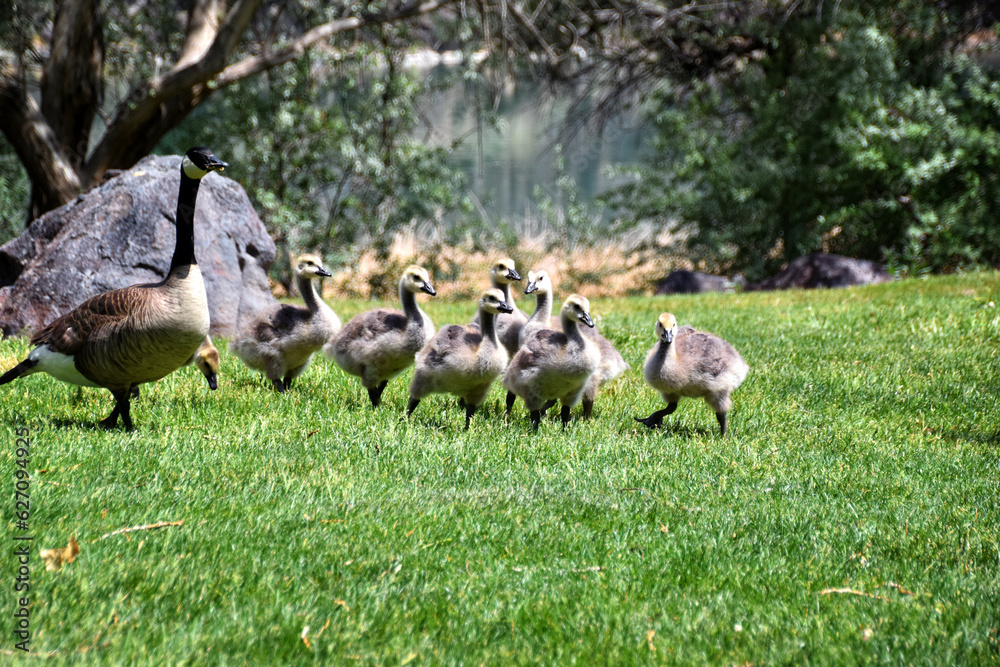 Canadian geese family, parents with goslings at the lake shore at Shoshone waterfall Twin Falls Idaho, USA Canadian geese family, parents with goslings at the lake shore at Shoshone waterfall Twin Falls Idaho, USA