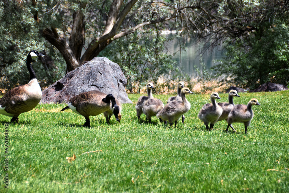 Canadian geese family, parents with goslings at the lake shore at Shoshone waterfall Twin Falls Idaho, USA Canadian geese family, parents with goslings at the lake shore at Shoshone waterfall Twin Falls Idaho, USA