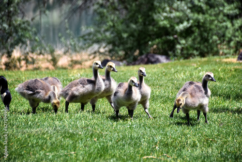 Canadian geese family, parents with goslings at the lake shore at Shoshone waterfall Twin Falls Idaho, USA © Jeremy
