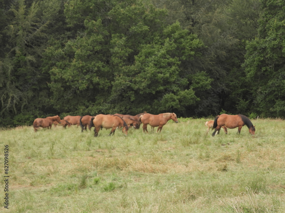 Spanien: Pferde weiden im Valle Verde, im Baskenland (Gizpukoa) nahe Leitza