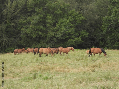 Spanien  Pferde weiden im Valle Verde  im Baskenland  Gizpukoa  nahe Leitza