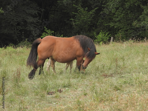 Spanien: Pferde weiden im Valle Verde, im Baskenland (Gizpukoa) nahe Leitza