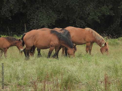 Spanien  Pferde weiden im Valle Verde  im Baskenland  Gizpukoa  nahe Leitza