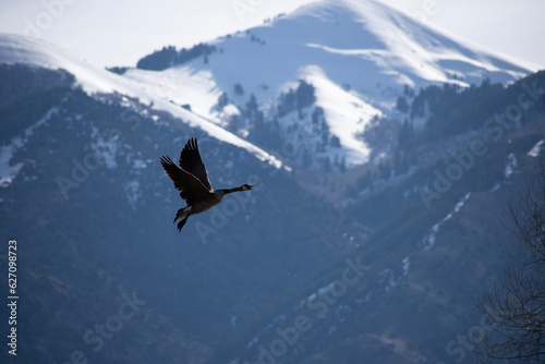 goose in the snow © Corey