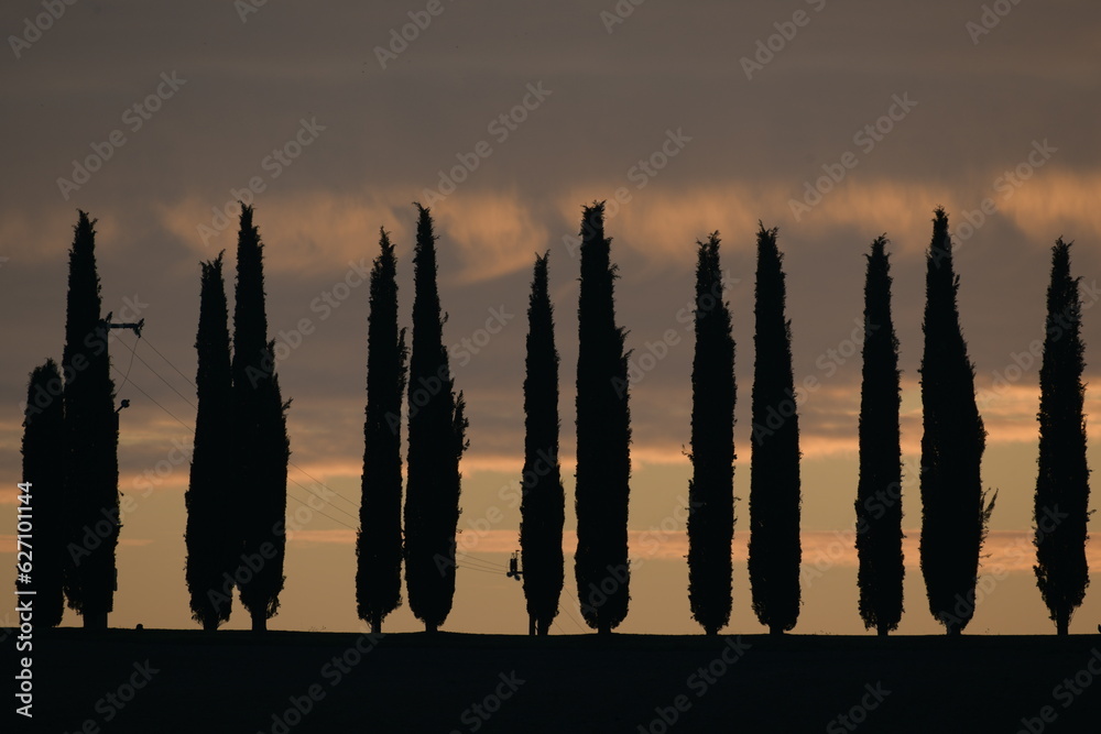 cypress silhouette of the sunset