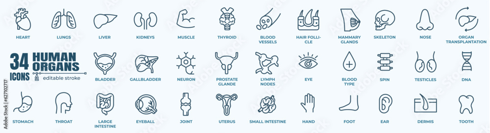 Simple Set of  human internal organs icons set with lungs, kidneys, stomach, intestines, brain, heart, spleen and liver, skin, artery, blood, etc. Vector Line Icons. Editable Stroke. 48x48 Pixel Perfe - obrazy, fototapety, plakaty 