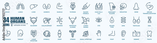 Simple Set of  human internal organs icons set with lungs, kidneys, stomach, intestines, brain, heart, spleen and liver, skin, artery, blood, etc. Vector Line Icons. Editable Stroke. 48x48 Pixel Perfe photo
