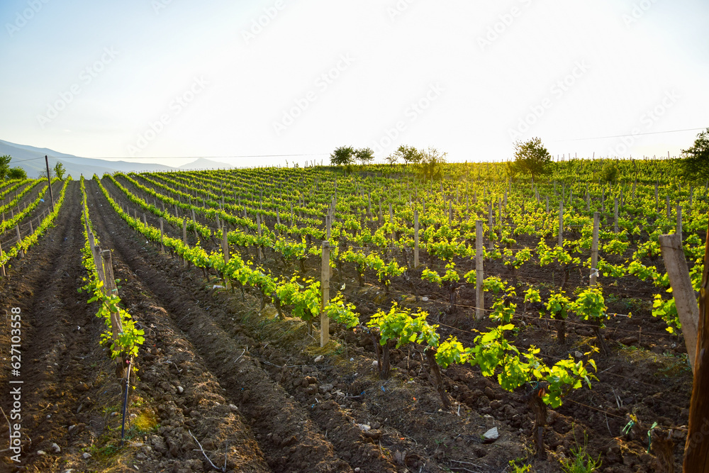 vineyard in spring on sunny day in Tikves wine region, Macedonia