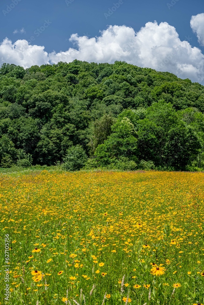 yellow flower field