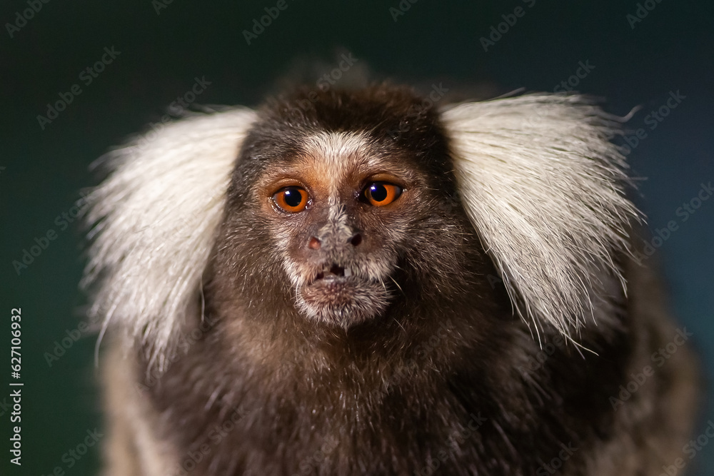Naklejka premium White brush-eared marmoset looking at camera. Small monkey on a tree. Close-up of a Titi monkey.
