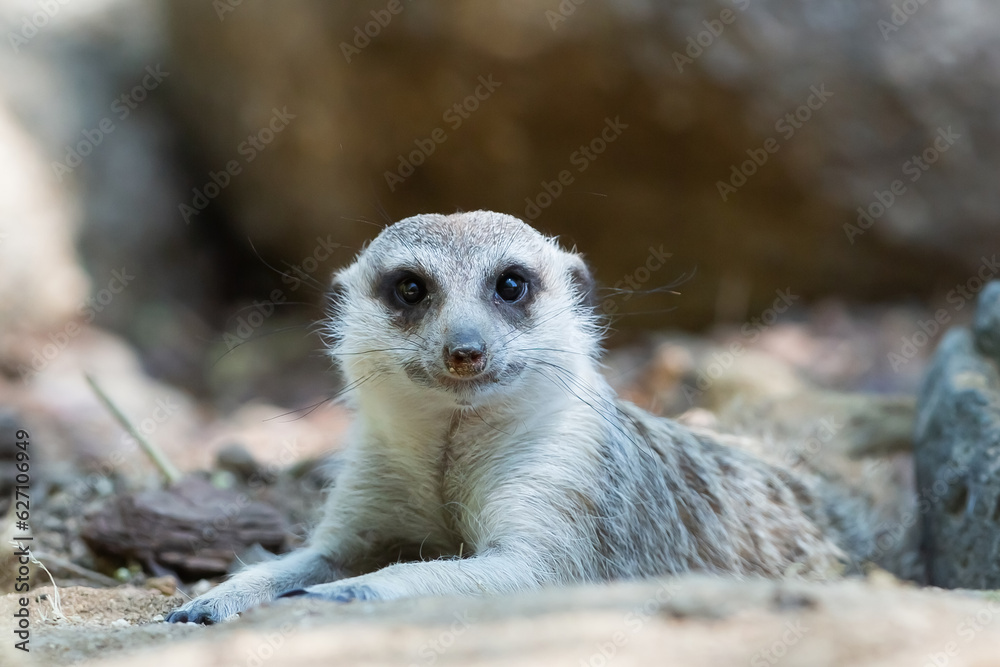 Obraz premium Photo of a meerkat looking at the camera. Small rodent from Africa. Wild animals with gray hair and sharp teeth. Grey-haired meerkat.
