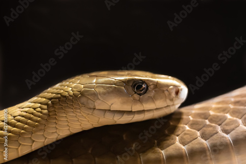 Black mamba on black background. Venomous reptile. Dangerous and poisonous snake. Large reptiles of Africa.
