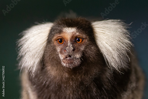 White brush-eared marmoset looking at camera. Small monkey on a tree. Close-up of a Titi monkey. © marta