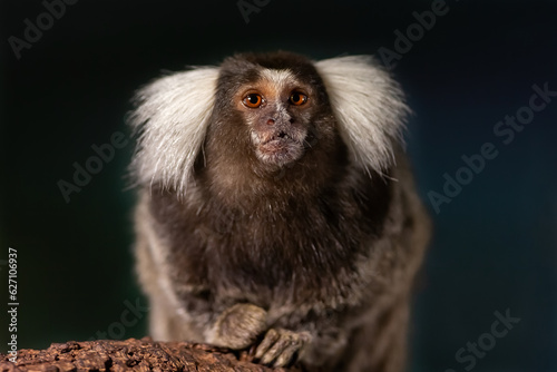 White brush-eared marmoset looking at camera. Small monkey on a tree. Close-up of a Titi monkey. © marta