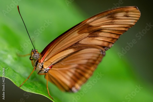 Macro photo of a monarch butterfly on a tree leaf. Photo of insect with wings. Butterfly with brown and black wings.